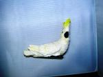 Aussie Bird Paper Weight
